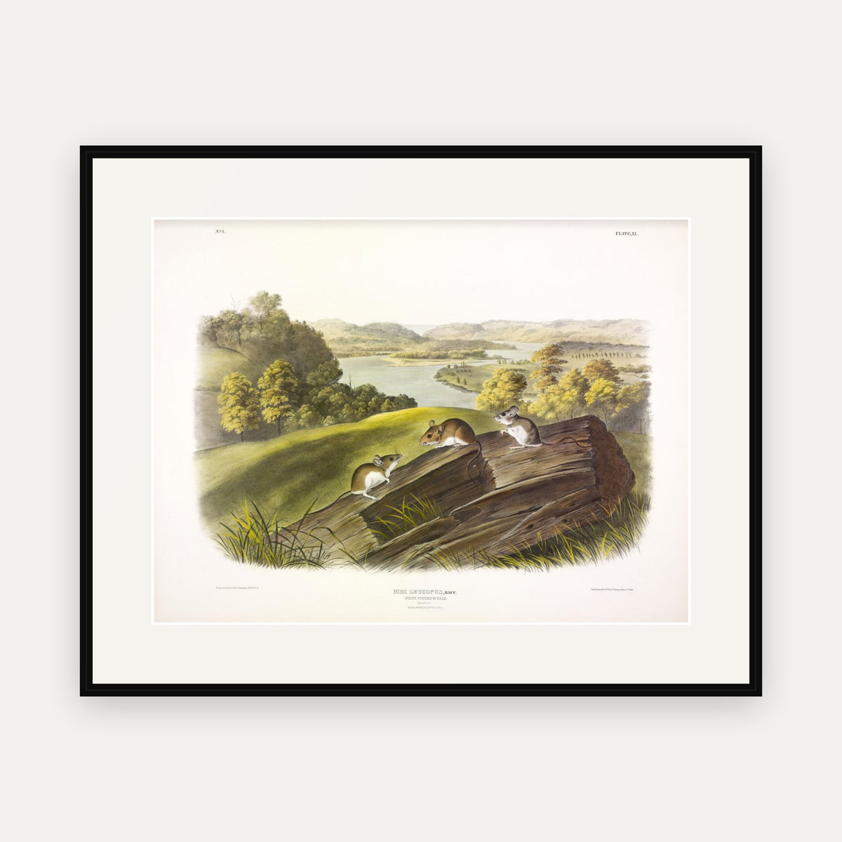 White-footed Mouse · Plate 40 · Audubon - Quadrupeds of North America Print framed print