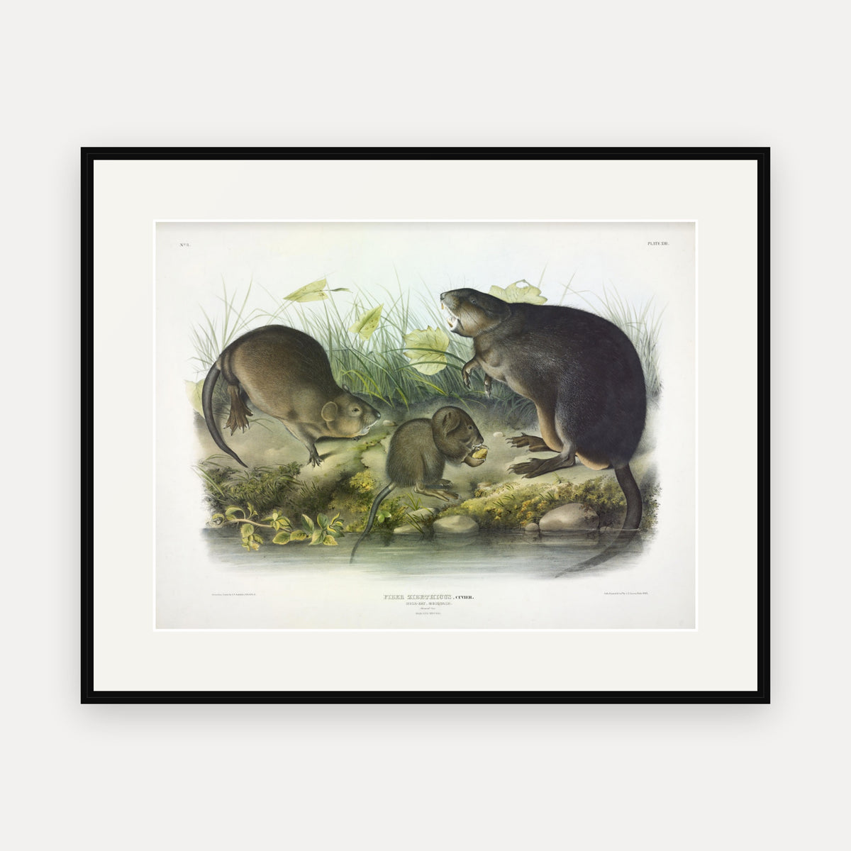 Musk-Rat · Plate 13 · Audubon - Quadrupeds of North America Print framed print