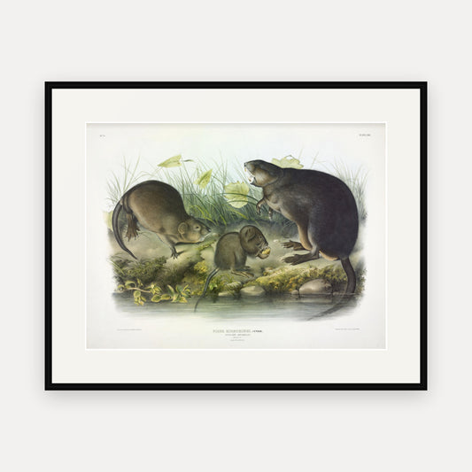 Musk-Rat · Plate 13 · Audubon - Quadrupeds of North America Print framed print