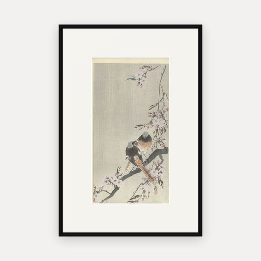 Two Redstarts and Cherry Blossom · Ohara Koson · Japanese Woodblock Print