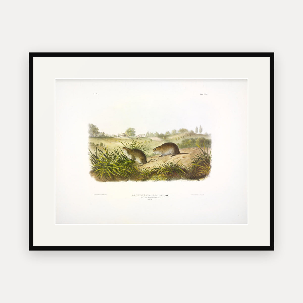 Wilson's Meadow Mouse · Plate 45 · Audubon - Quadrupeds of North America Print framed print
