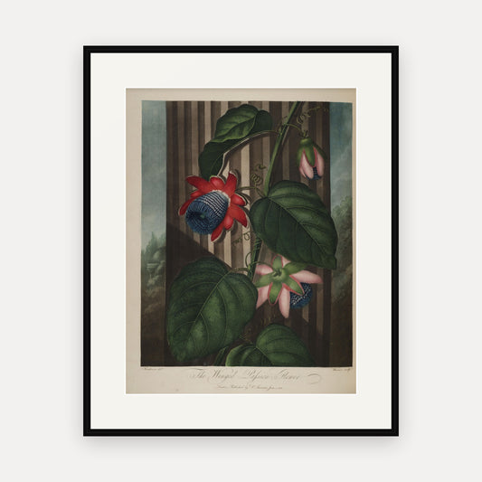 The Winged Passion Flower · Thornton's Temple of Flora · Vintage Botanical Print