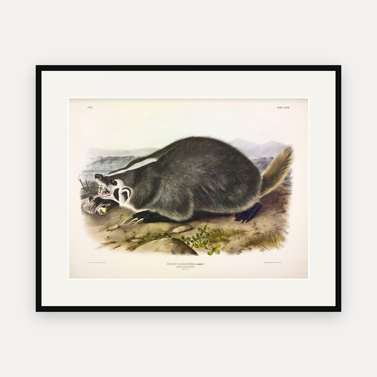American Badger · Plate 47 · Audubon - Quadrupeds of North America Print framed print