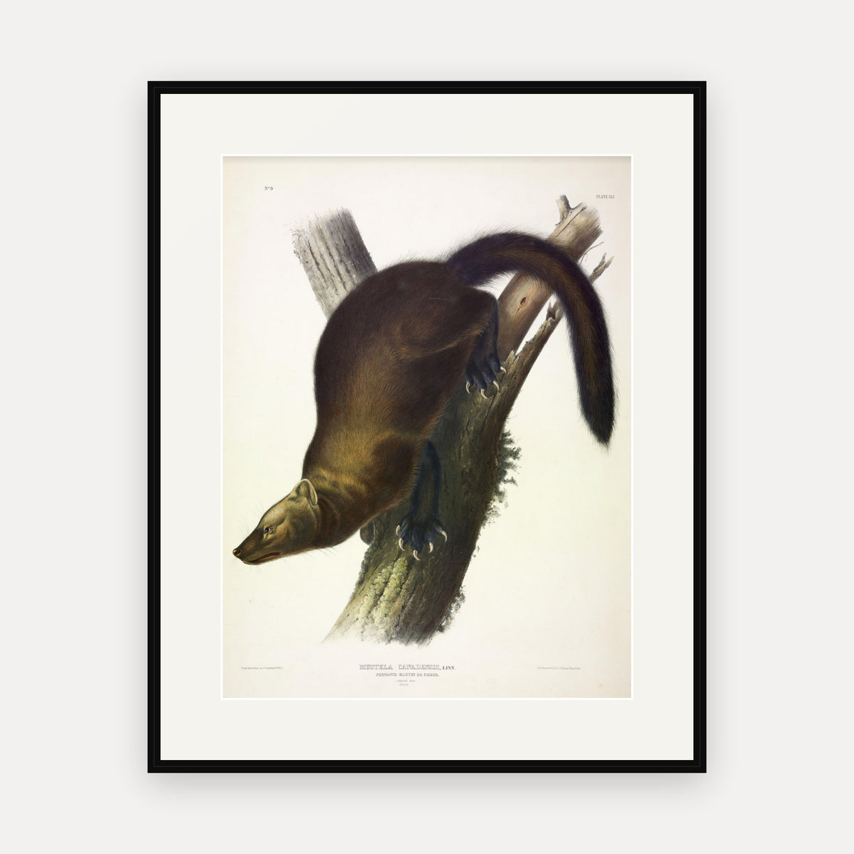 Fisher · Plate 41 · Audubon - Quadrupeds of North America Print framed print