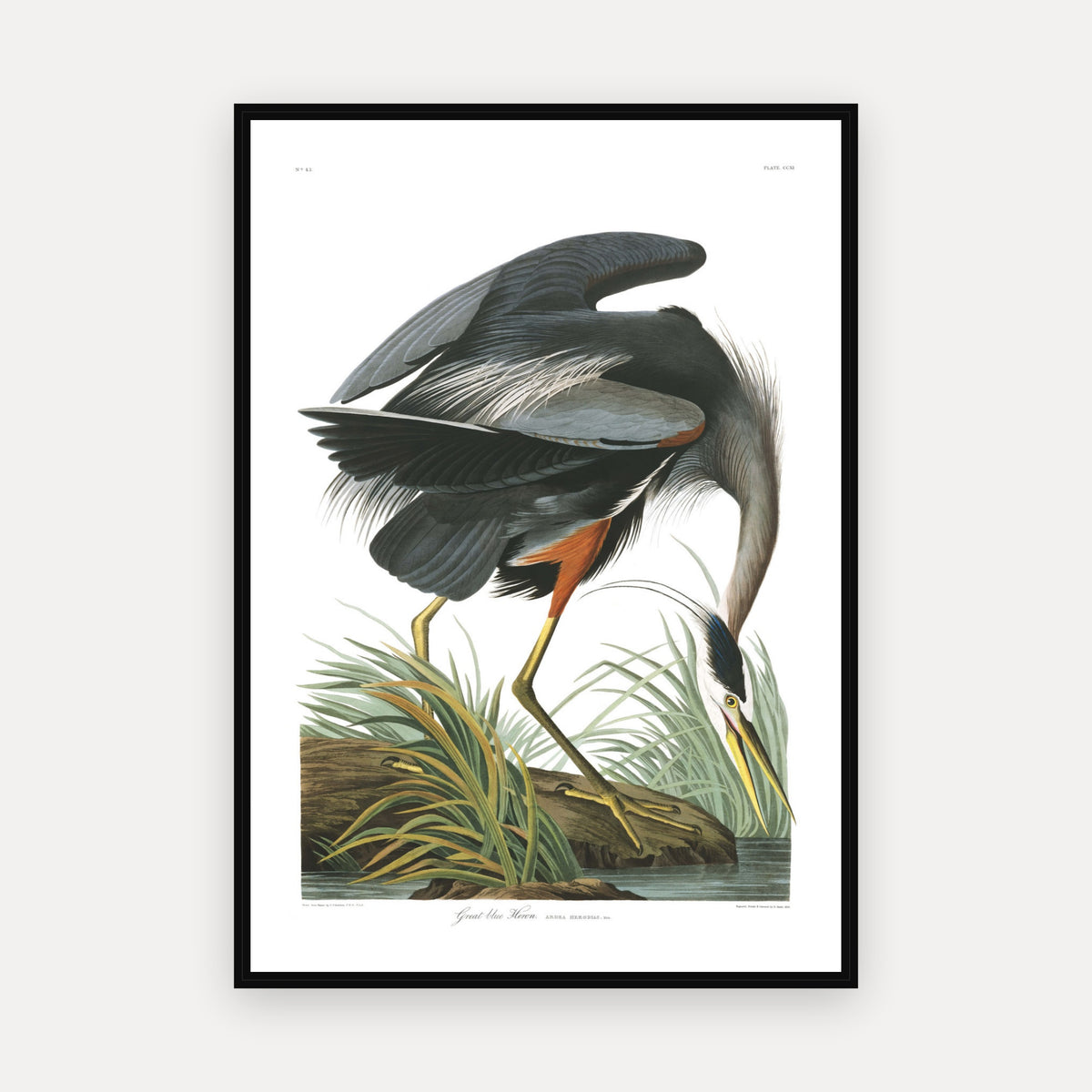 Great blue Heron · Plate 211 · Audubon - Birds of America Print