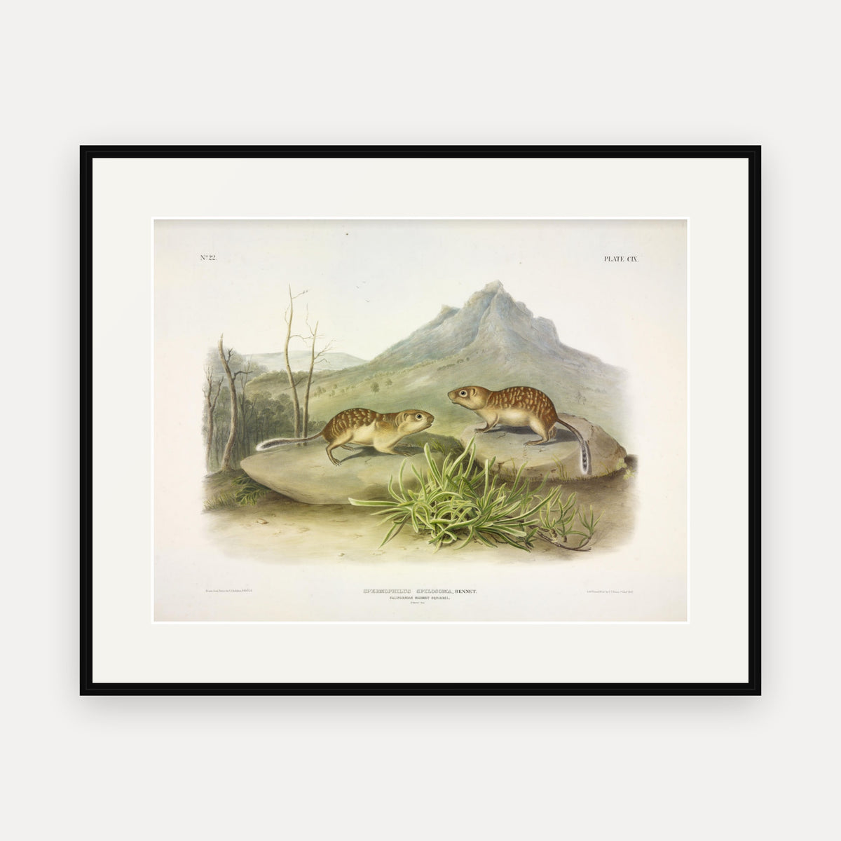 Californian Marmot-Squirrel · Plate 109 · Audubon - Quadrupeds of North America Print framed print
