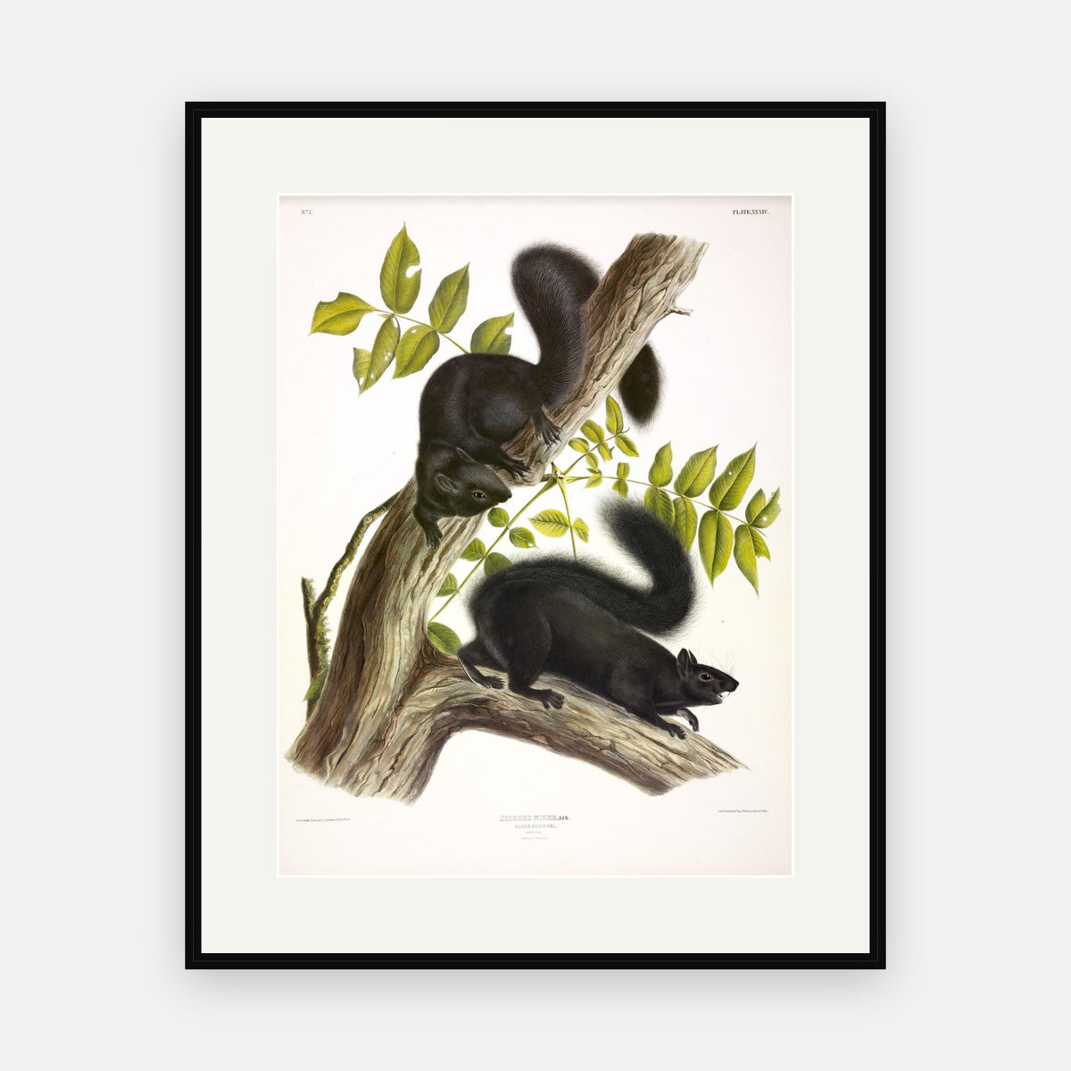 Black Squirrel · Plate 34 · Audubon - Quadrupeds of North America Print framed print