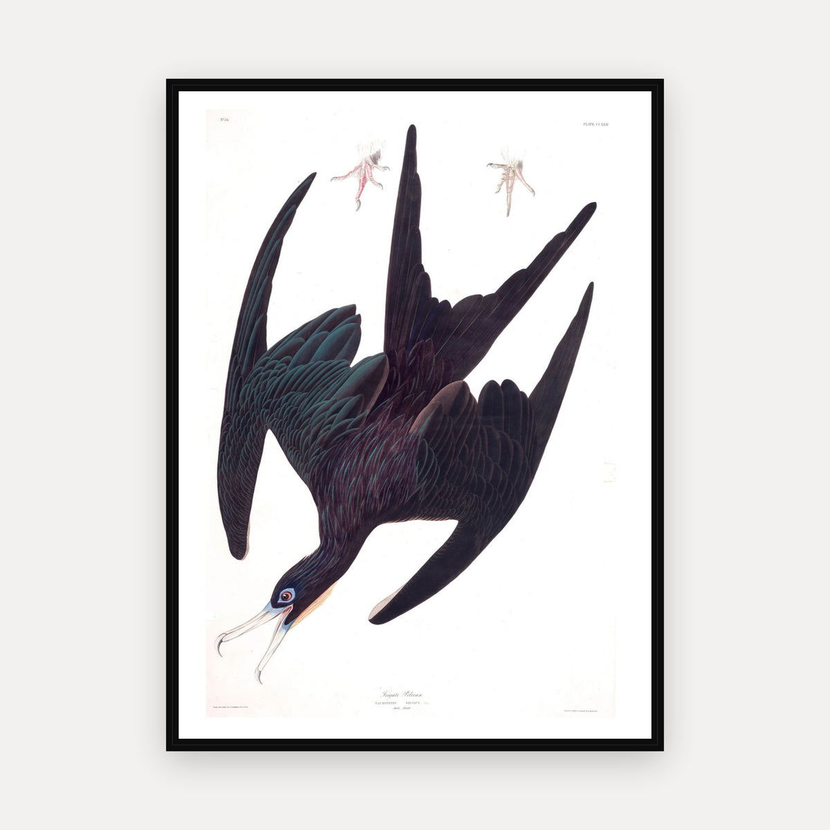 Frigate Pelican · Plate 271 · Audubon - Birds of America Print
