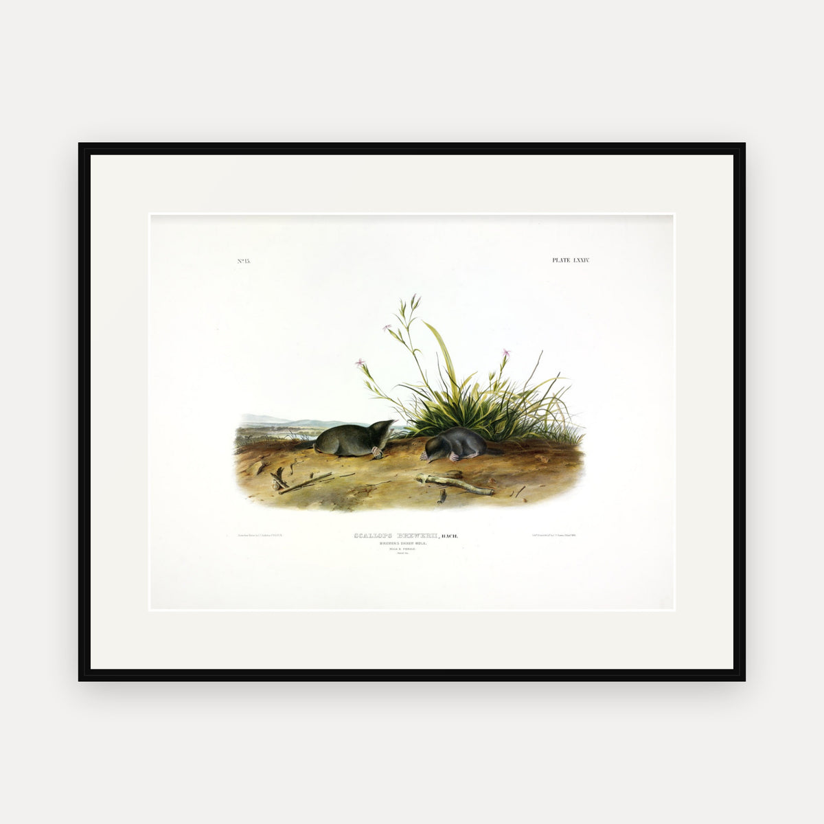 Brewer's Shrew-Mole · Plate 74 · Audubon - Quadrupeds of North America Print framed print