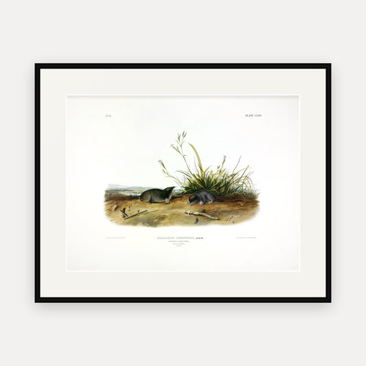 Brewer's Shrew-Mole · Plate 74 · Audubon - Quadrupeds of North America Print framed print
