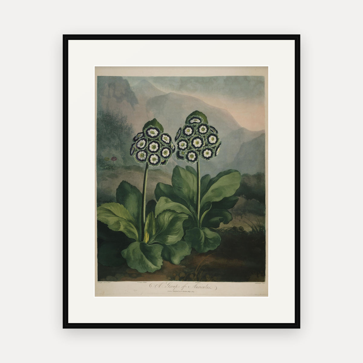 A Group of Auriculas II · Thornton's Temple of Flora · Vintage Botanical Print