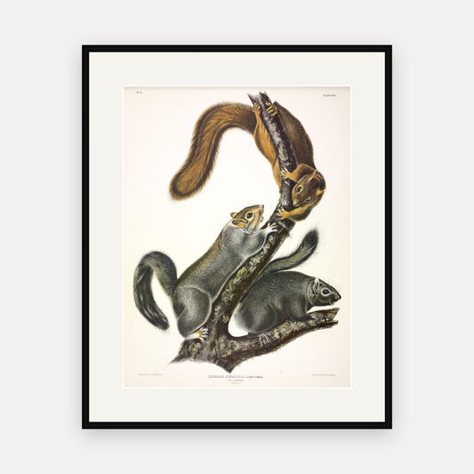 Cat Squirrel · Plate 17 · Audubon - Quadrupeds of North America Print framed print