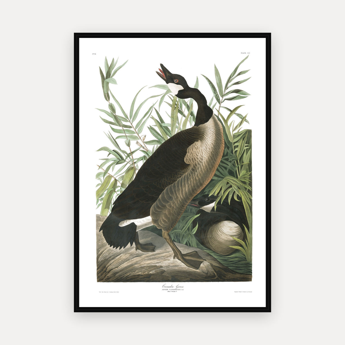 Canada Goose · Plate 201 · Audubon - Birds of America Print