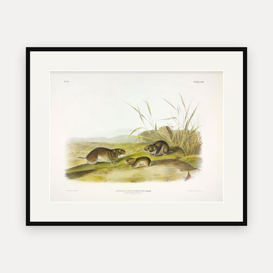 Yellow-cheeked Meadow-Mouse · Plate 115 · Audubon - Quadrupeds of North America Print framed print