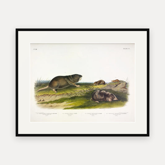 Southern Pouched Rat, Shrews and Silvery Shrew-Mole · Plate 150 · Audubon - Quadrupeds of North America Print framed print