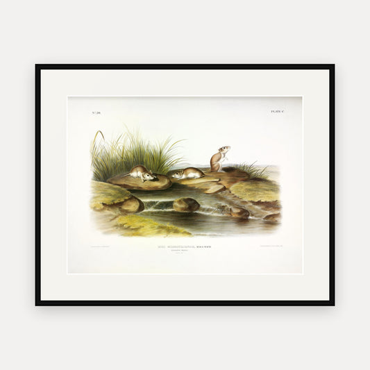 Missouri Mouse · Plate 100 · Audubon - Quadrupeds of North America Print framed print
