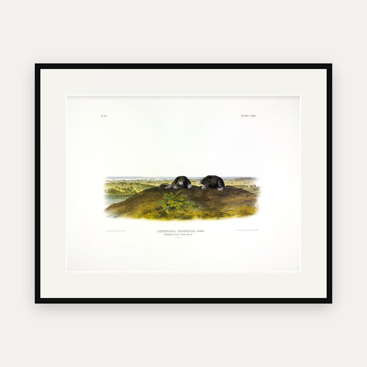 Common Star-nose Mole · Plate 69 · Audubon - Quadrupeds of North America Print framed print