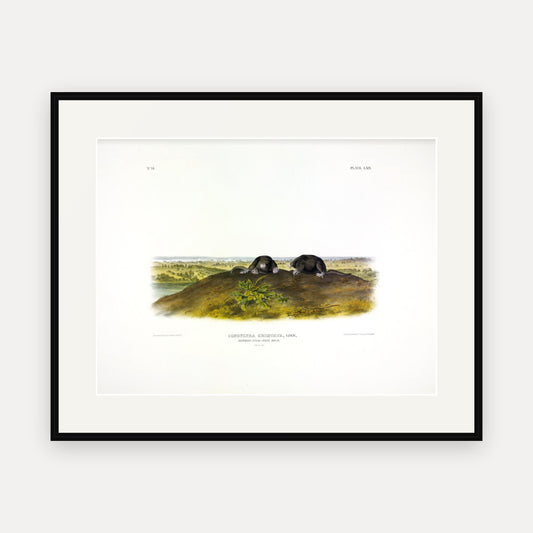 Common Star-nose Mole · Plate 69 · Audubon - Quadrupeds of North America Print framed print