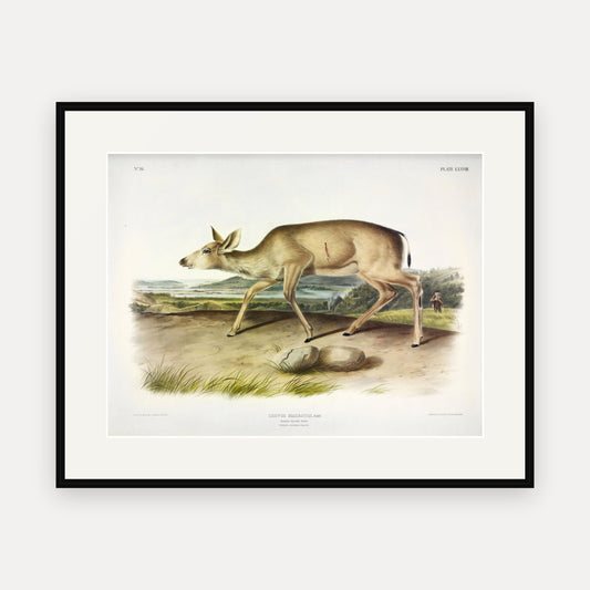 Black-tailed Deer · Plate 78 · Audubon - Quadrupeds of North America Print framed print