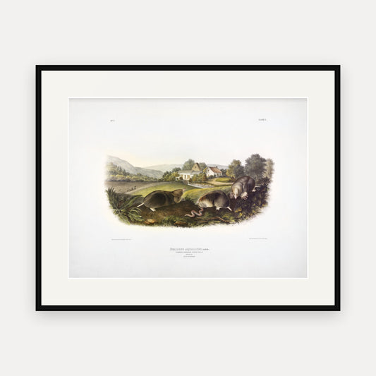 Common American Shrew Mole · Plate 10 · Audubon - Quadrupeds of North America Print framed print