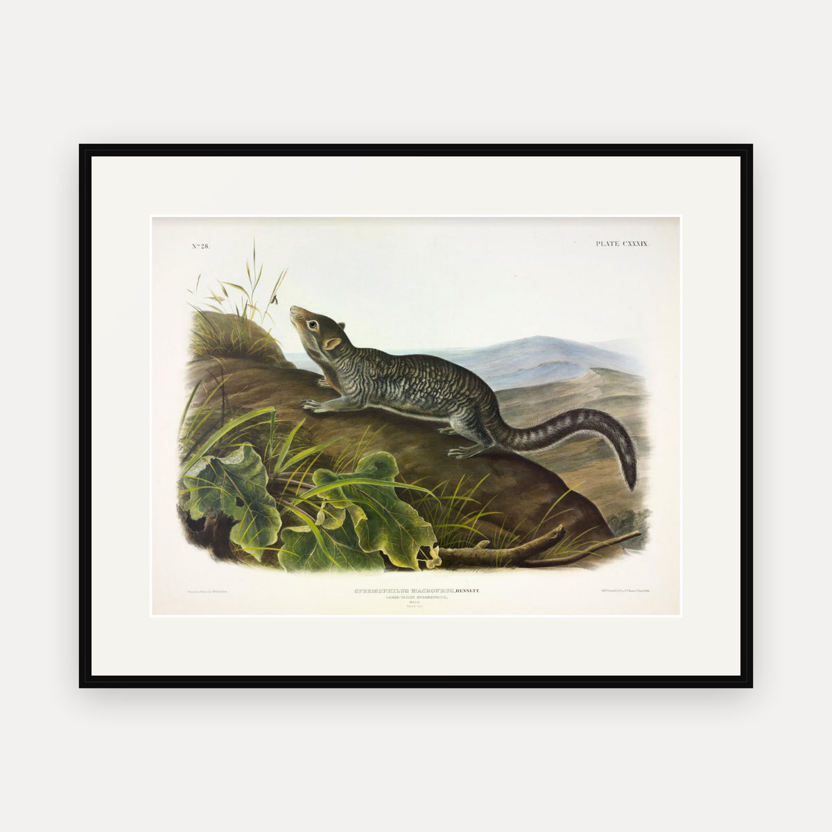 Large-tailed Spermophile · Plate 139 · Audubon - Quadrupeds of North America Print framed print
