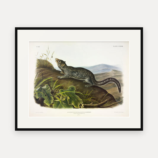 Large-tailed Spermophile · Plate 139 · Audubon - Quadrupeds of North America Print framed print