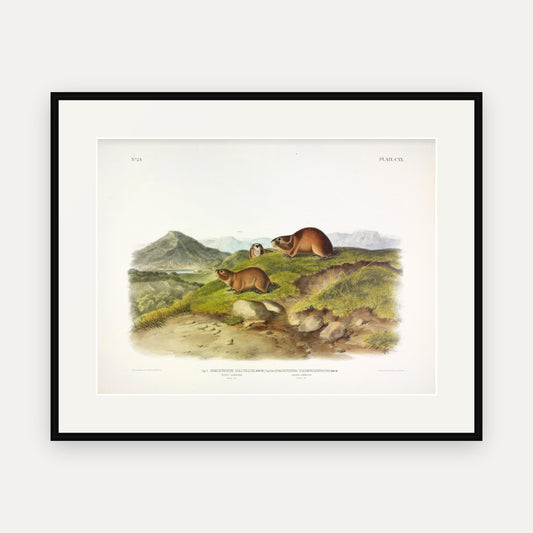Tawny and Back's Lemmings · Plate 120 · Audubon - Quadrupeds of North America Print framed print