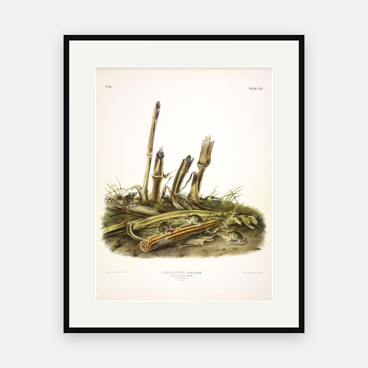 Little Harvest Mouse · Plate 65 · Audubon - Quadrupeds of North America Print framed print