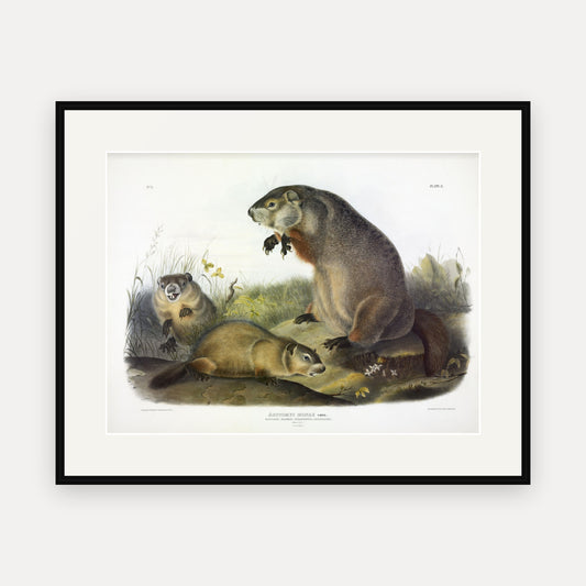 Woodchuck · Plate 2 · Audubon - Quadrupeds of North America Print framed print
