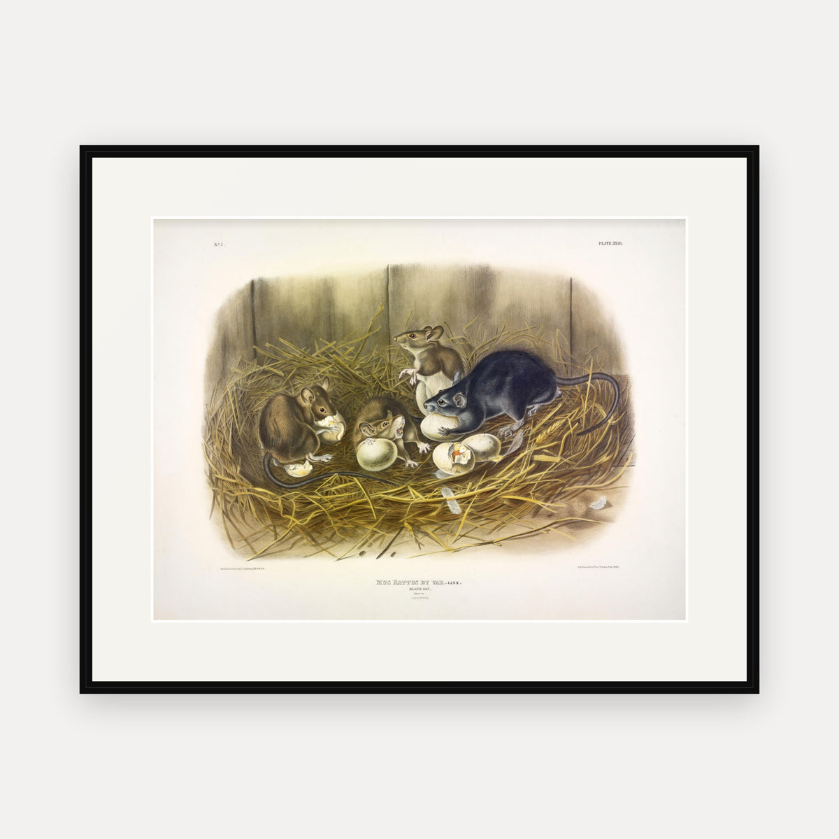 Black Rat · Plate 23 · Audubon - Quadrupeds of North America Print framed print