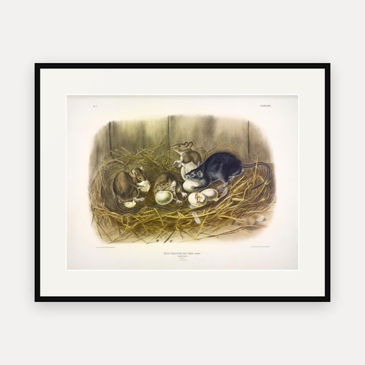 Black Rat · Plate 23 · Audubon - Quadrupeds of North America Print framed print