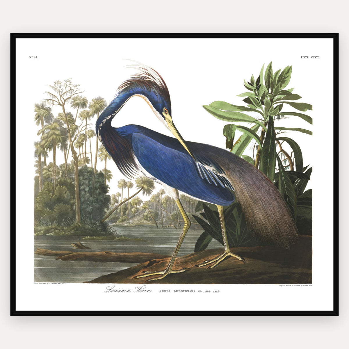 Louisiana Heron · Plate 217 · Audubon - Birds of America Print