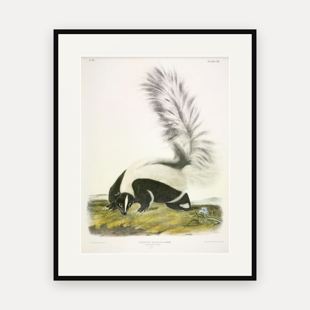 Large-tailed Skunk · Plate 102 · Audubon - Quadrupeds of North America Print framed print