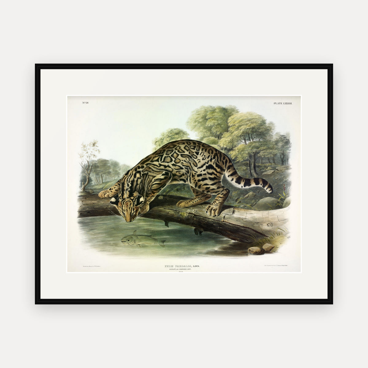 Ocelot · Plate 86 · Audubon - Quadrupeds of North America Print framed print