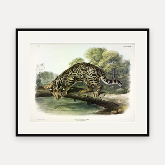Ocelot · Plate 86 · Audubon - Quadrupeds of North America Print framed print