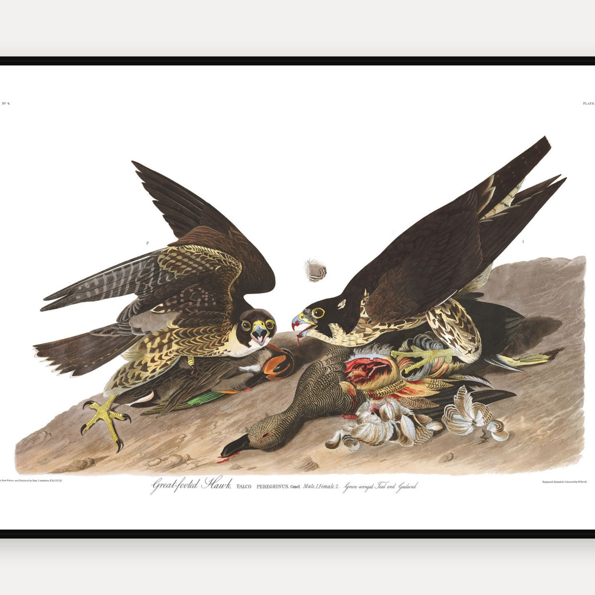 Great-footed Hawk · Plate 16 · Audubon - Birds of America Print