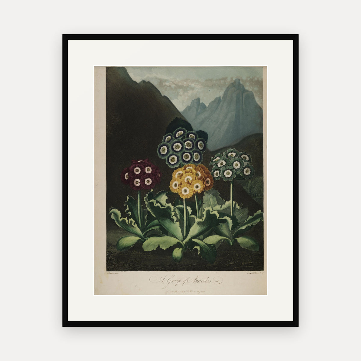 A Group of Auriculas · Thornton's Temple of Flora · Vintage Botanical Print