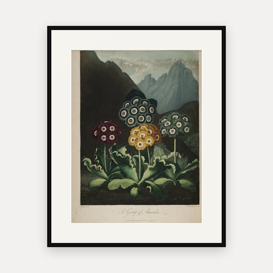A Group of Auriculas · Thornton's Temple of Flora · Vintage Botanical Print