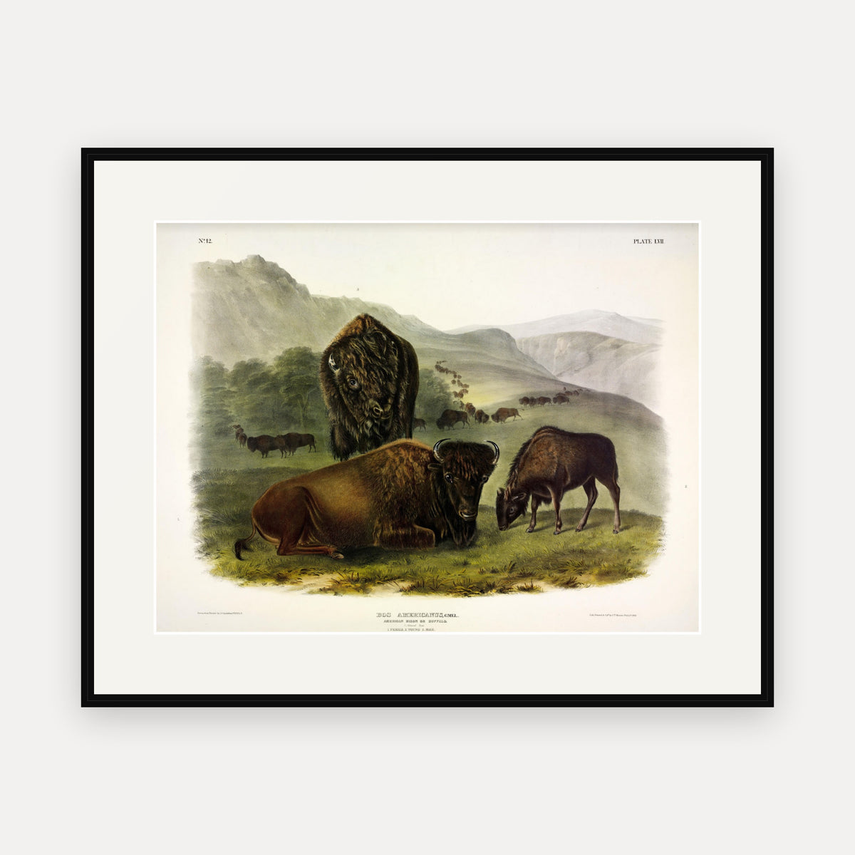 American Bison, Female and Young · Plate 57 · Audubon - Quadrupeds of North America Print framed print