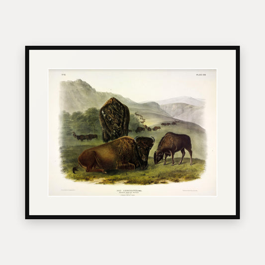 American Bison, Female and Young · Plate 57 · Audubon - Quadrupeds of North America Print framed print