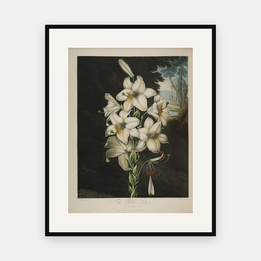 The White Lily · Thornton's Temple of Flora · Vintage Botanical Print