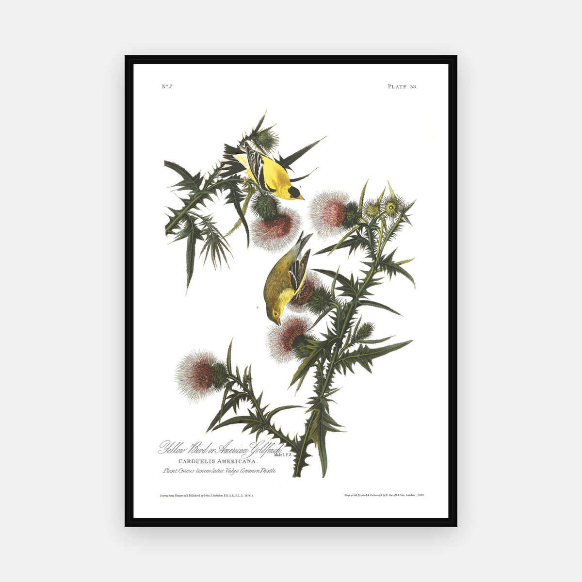 American Goldfinch · Plate 33 · Audubon - Birds of America Print