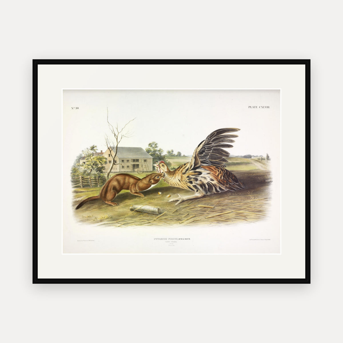 Tawny Weasel · Plate 148 · Audubon - Quadrupeds of North America Print framed print