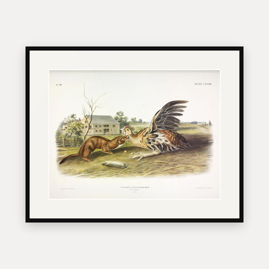 Tawny Weasel · Plate 148 · Audubon - Quadrupeds of North America Print framed print