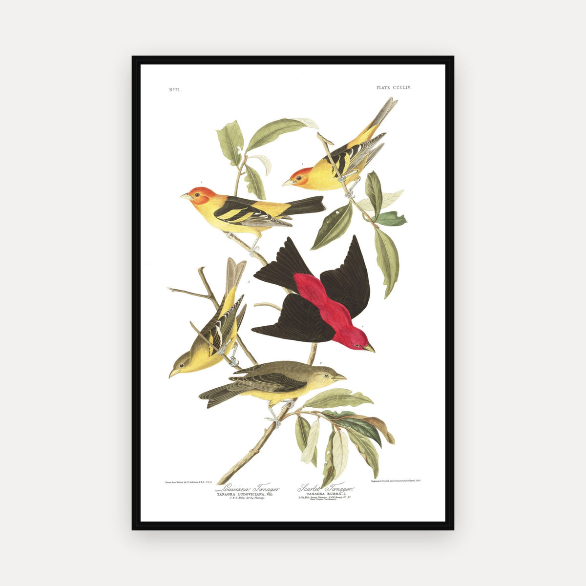 Louisiana Tanager and Scarlet Tanager · Plate 354 · Audubon - Birds of America Print