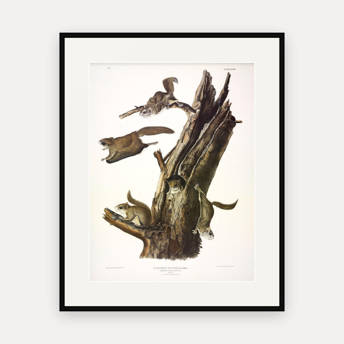 Common Flying Squirrel · Plate 28 · Audubon - Quadrupeds of North America Print framed print