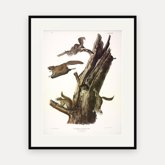 Common Flying Squirrel · Plate 28 · Audubon - Quadrupeds of North America Print framed print