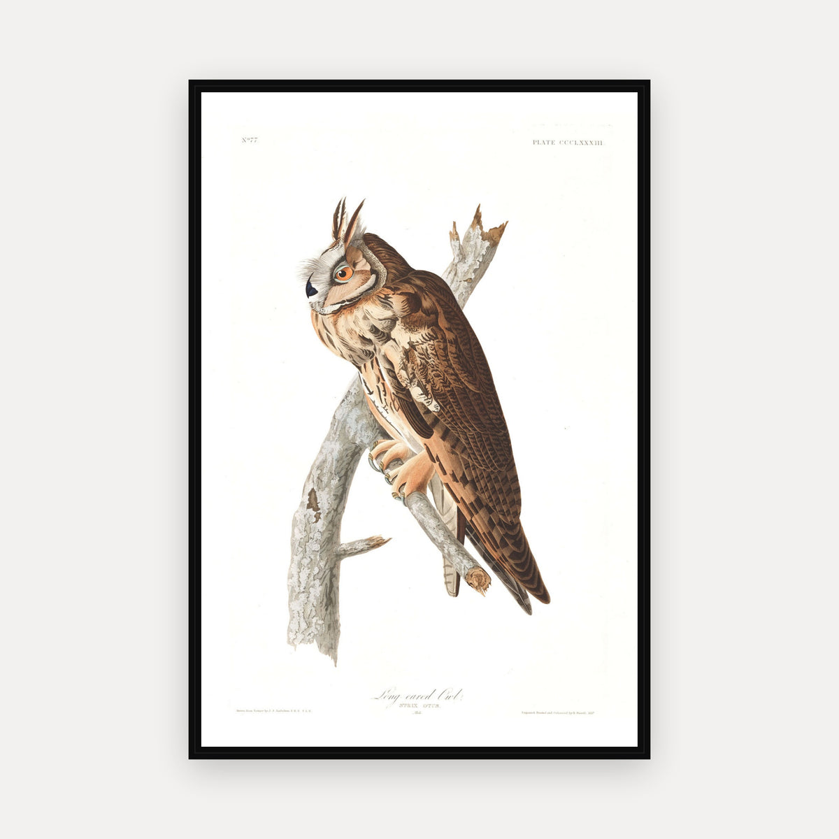 Long-eared Owl · Plate 383 · Audubon - Birds of America Print