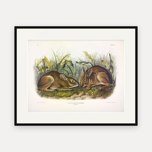 Marsh Hare · Plate 18 · Audubon - Quadrupeds of North America Print framed print