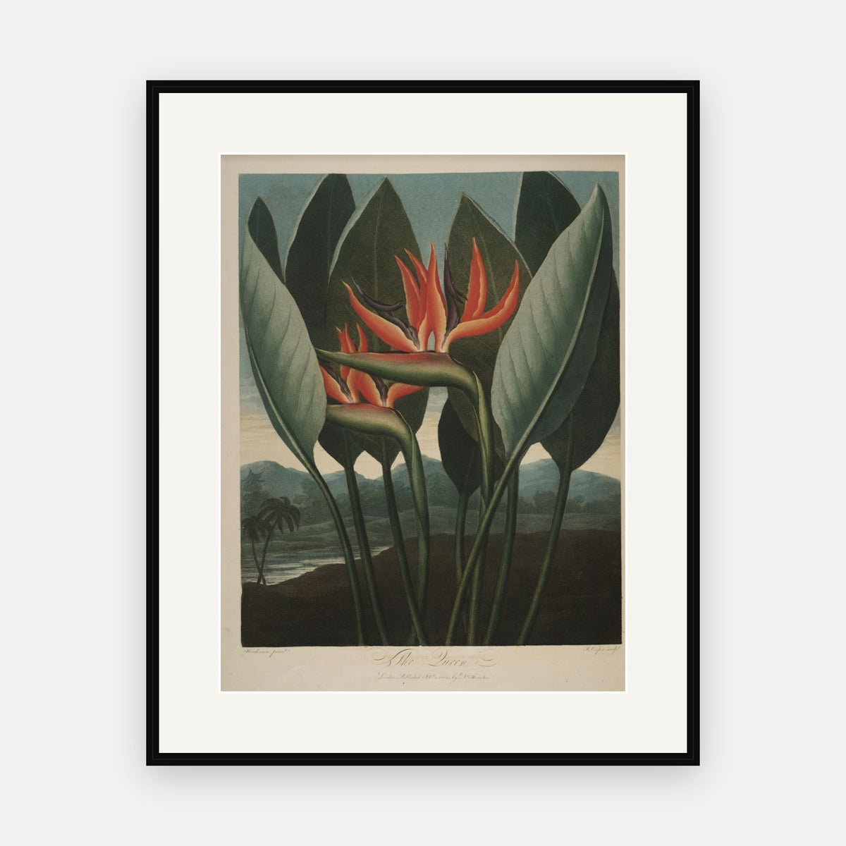 The Queen · Thornton's Temple of Flora · Vintage Botanical Print